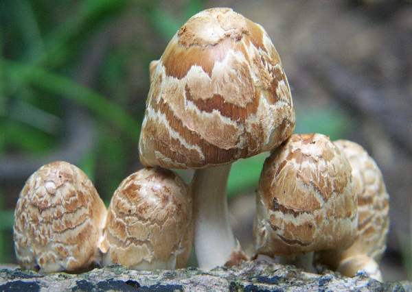 A beautiful group of Magpie Inkcap lookalikes, Coprinopsis variegata