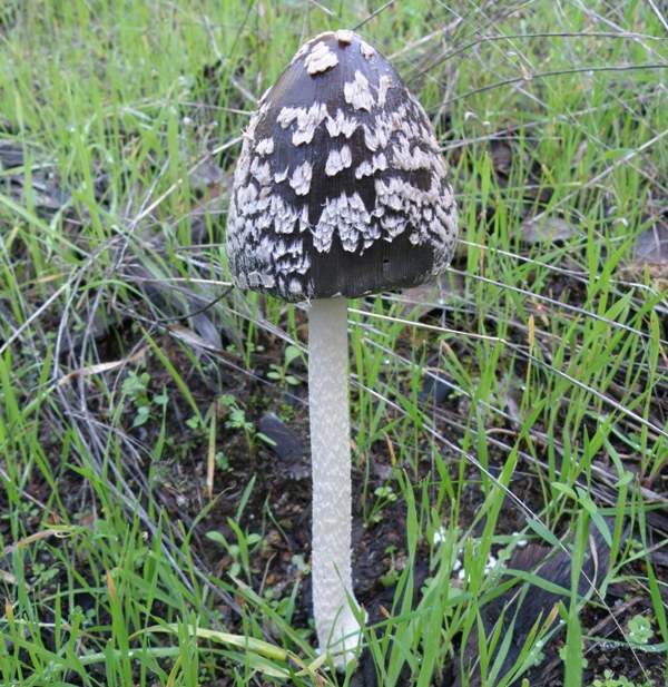 Magpie Incap in grassland, southern Portugal