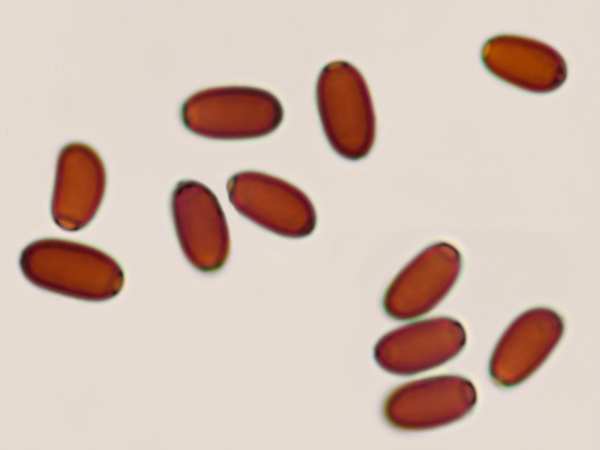 Spores of Coprinopsis stercorea