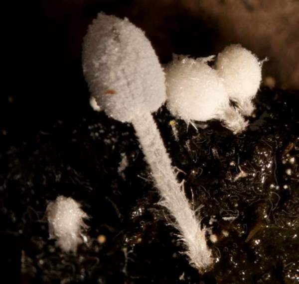 Coprinopsis stercorea
