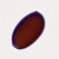 Spores of Coprinopsis xenobia