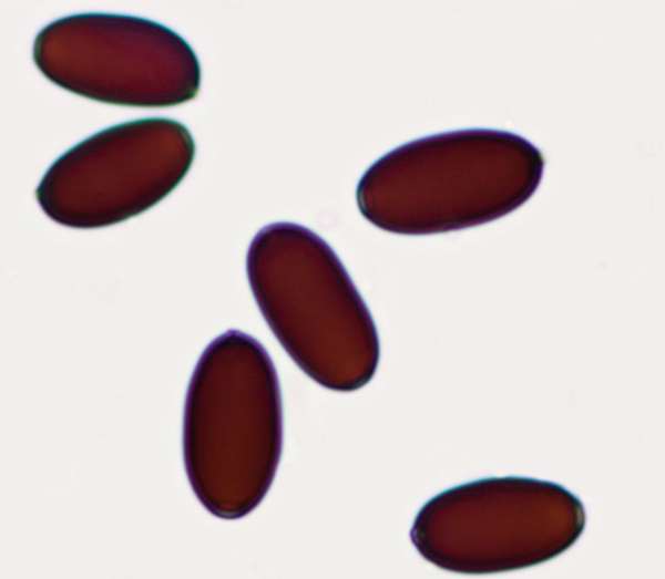 Spores of Coprinopsis xenobia