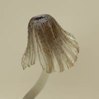 Coprinopsis xenobia cap and stem