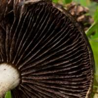 Gills of Lacrymaria lacrymabunda, Weeping Widow