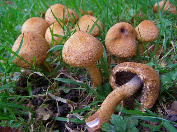 Lacrymaria lacrymabunda, Weeping Widow, in a Dorset parkland setting