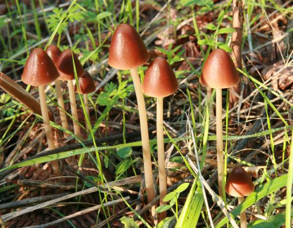 Psathyrella conopilus - Conical Brittlestem