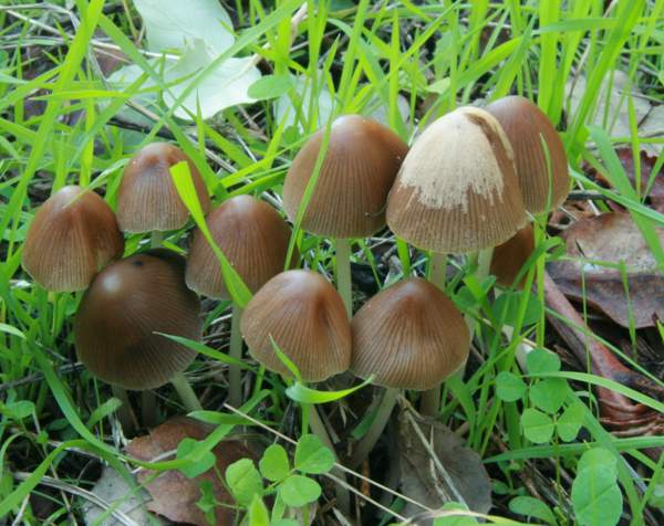 Parasola conopilus showing the colour change between moist and dry caps