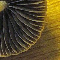 Gills of Parasola conopilus