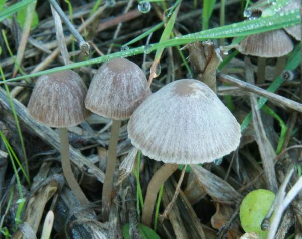 Parasola conopilus, Wales UK