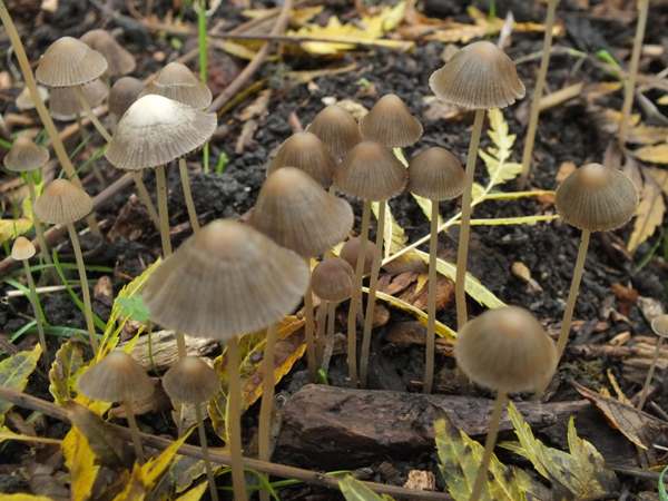 Parasola conopilus, Cambridgeshire, England