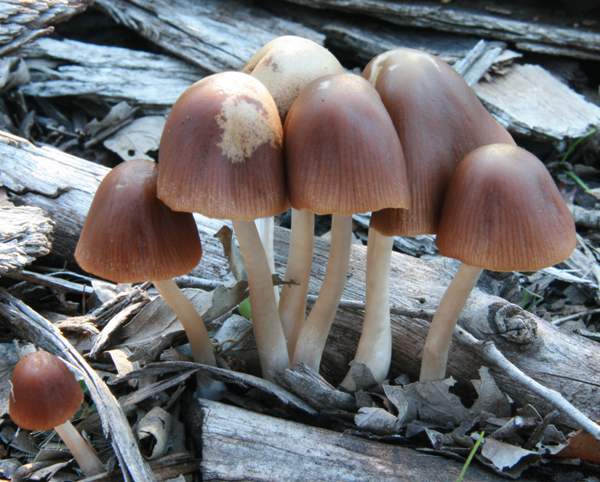 Parasola conopilus on woody debris in West Wales