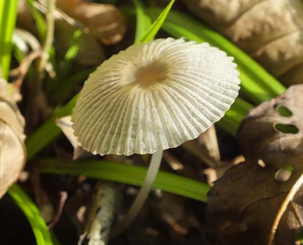 Parasola leiocephala, Cambridge, England