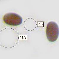 Spores of Psathyrella ammophila