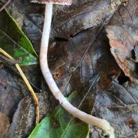 Psathyrella multipedata - Clustered Brittlestem - view of stem