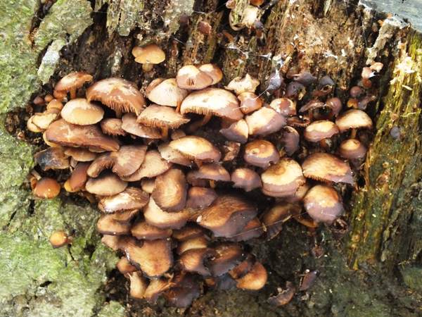 Psathyrella laevissima, Slender Stump Brittlestem, Wales
