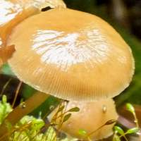 Psathyrella laevissima - Slender Stump Brittlestem  - view of gills and stems