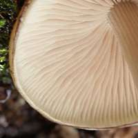 Psathyrella laevissima - Slender Stump Brittlestem  - view of gills and stems