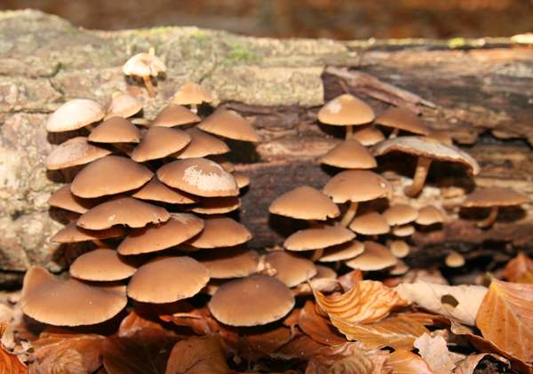 Psathyrella laevissima, Slander Stump Brittlestem