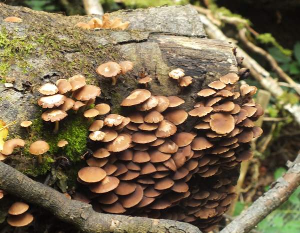 Psathyrella laevissima, northern France