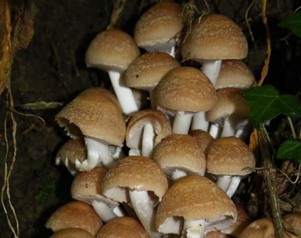 Psathyrella leucotephra