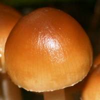 Cap of Psathyrella multipedata, Clustered Brittlestem