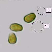 Spores of Psathyrella piluliformis