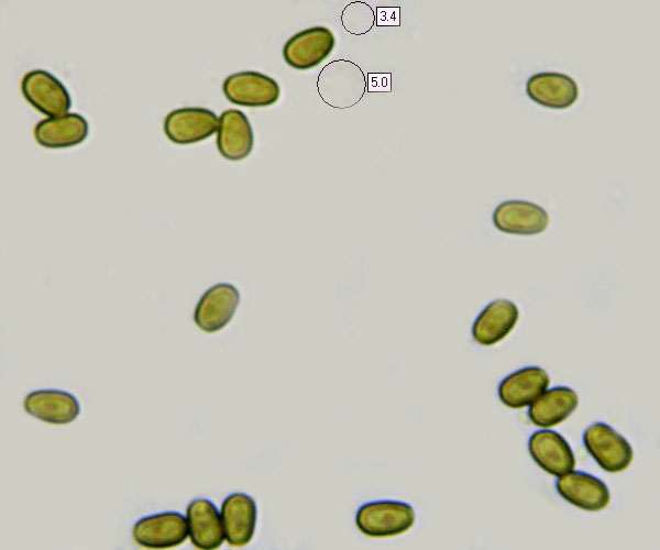 Spores of Psathyrella piluliformis