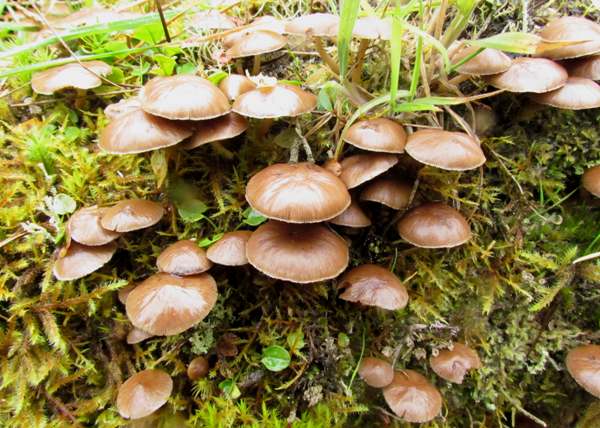 Psathyrella piluliformis - Common Stump Brittlestem, BVute, showing substrate