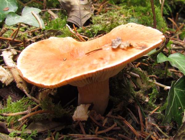 Lactarius aurantiacus - the Orange Milkcap