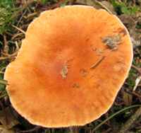 Cap of Orange Milkcap