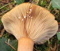 Gills of Orange Milkcap