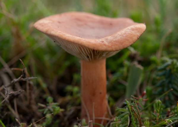 Lactarius aurantiacus - the Orange Milkcap, Hampshire UK 