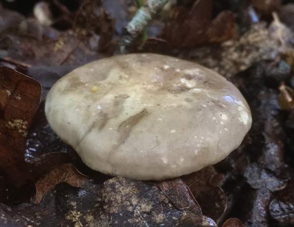 Lactarius azonites 