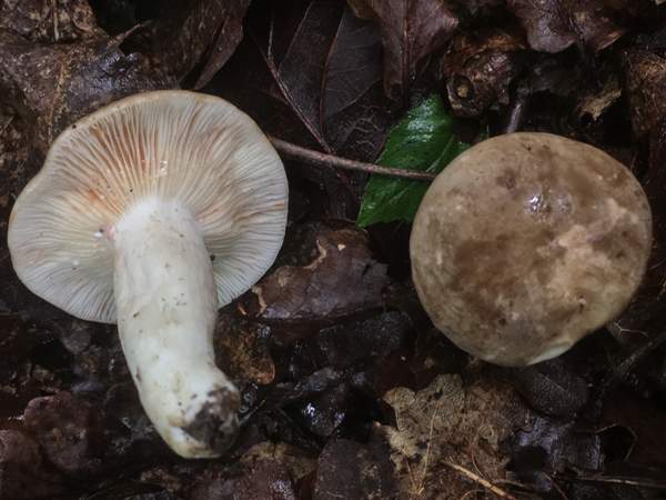 Lactarius azonites, southern England 