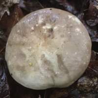 Cap of Lactarius azonites