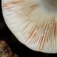 Gills of Lactarius azonites