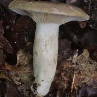 Stem of Lactarius azonites