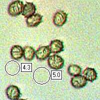 Spores, Lactarius blennius