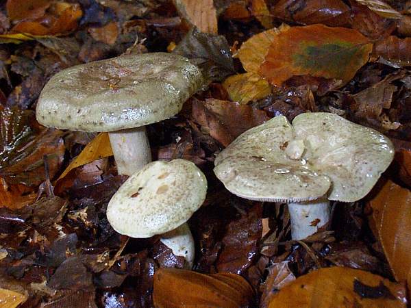 Lactarius blennius - Beech Milkcap