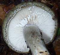 Gills of Lactarius blennius