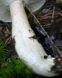 Stem of Lactarius blennius, the Beech Milkcap