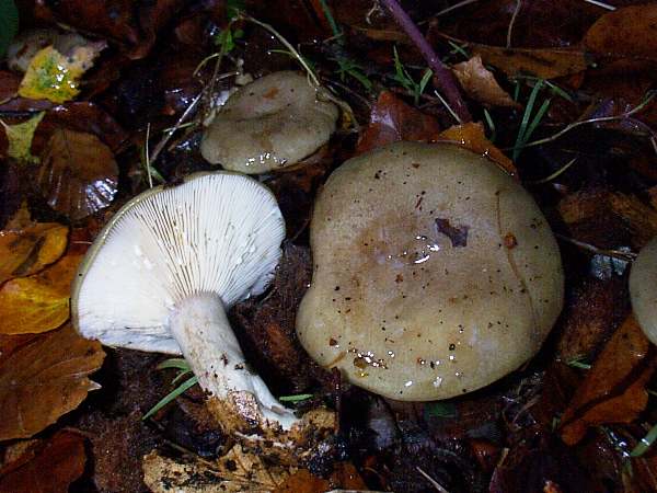 Lactarius blennius, Beech Milkcap, aahowing latex from gills