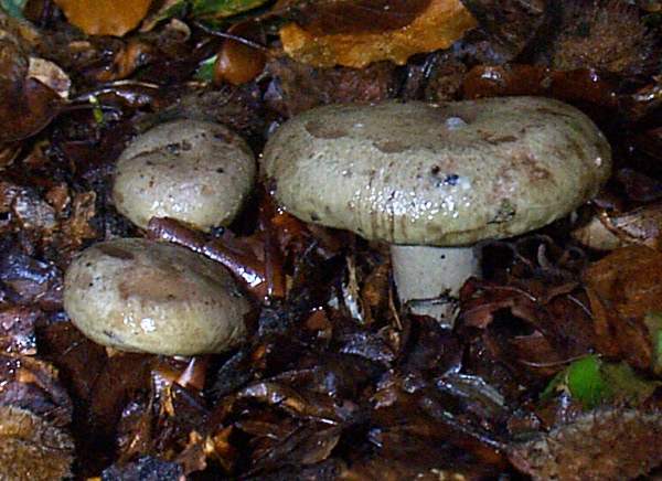 Lactarius blennius, Beech Milkcap, Ireland