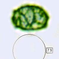 Spores of Lactarius chrysorrheus