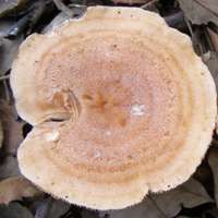 Cap of Lactarius chrysorrheus