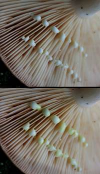 Gills of Lactarius chrysorrheus