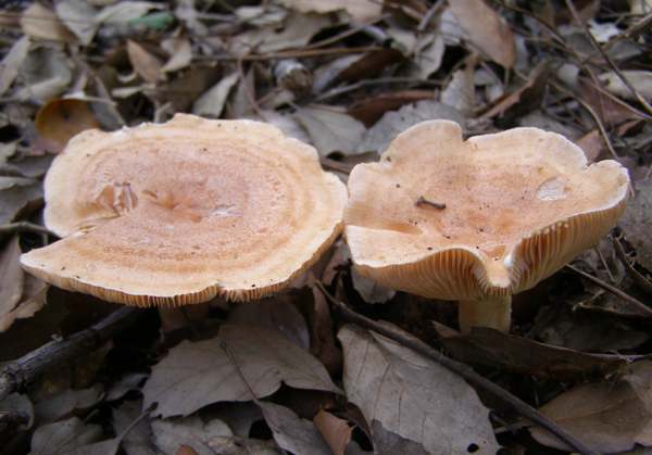 Lactarius chrysorrheus, Yellowdrop milkcap, showing yellow latex drops on gills