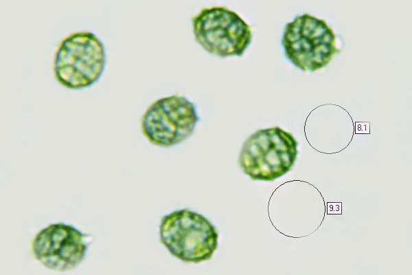 Spores of Lactarius deliciosus