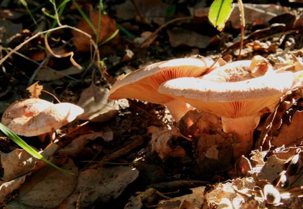 Lactarius deliciosus - Saffron Milkcap, southern Portugal