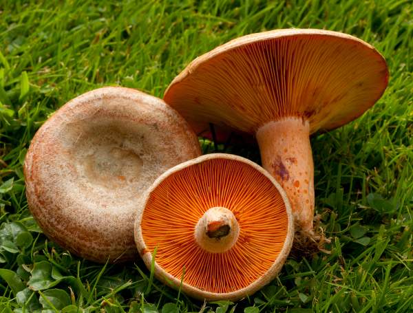 Lactarius deliciosus - Saffron Milkcap, Hampshire, England, picture by David Kelly